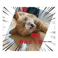 [LINEスタンプ] やる気ゼロ猫タマの日常 fetchpriority=high