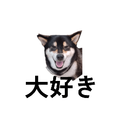 [LINEスタンプ] 柴犬 黒柴犬 フェル 毎日デカ文字 11