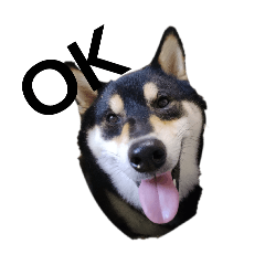 [LINEスタンプ] 黒柴犬 柴犬 デカ文字 フェル 可愛12