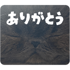 [LINEスタンプ] リアルロワのLINEスタンプ