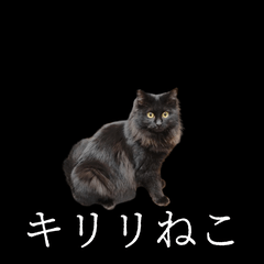 [LINEスタンプ] 表情ゆたかネコたち 黒＆白＆海＆空