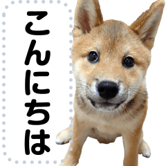 [LINEスタンプ] 柴犬ゴマちゃんのメッセージスタンプ fetchpriority=high