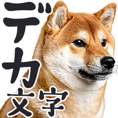 [LINEスタンプ] デカ文字わんとも！敬語柴犬（日常）