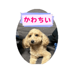 [LINEスタンプ] あいさつ犬！！ 