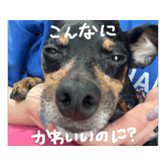 [LINEスタンプ] ミニピンの豊田アイス 