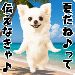 [LINEスタンプ] 夏の♡エッホエッホ♪チワワ