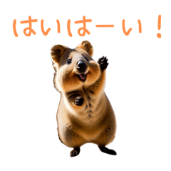 [LINEスタンプ] ハッピーアニマル_クオッカワラビー40