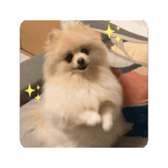 [LINEスタンプ] 動くポメラニアン5歳 