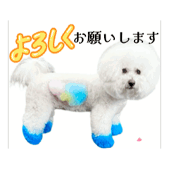 [LINEスタンプ] ビションフリーゼベンツくん16
