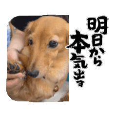 [LINEスタンプ] 動くりぃちゃんスタンプ❤︎‬ 