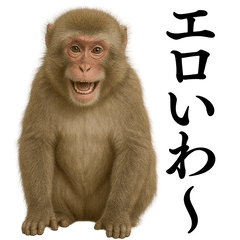 [LINEスタンプ] エロ・爆笑＠ニホンザルの日常会話