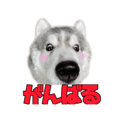 [LINEスタンプ] もじゃハスキー レイ2