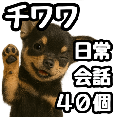 [LINEスタンプ] 日常会話verチワワ