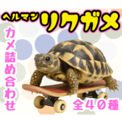 [LINEスタンプ] かわいくて使いやすい！ヘルマンリクガメ