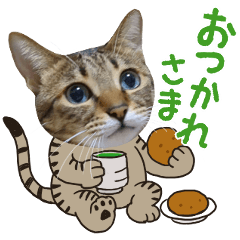 [LINEスタンプ] 猫のすたんぷ。。。8