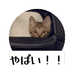 [LINEスタンプ] 動くにゃるすたんぷ 