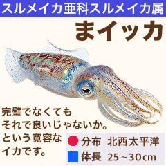 [LINEスタンプ] 架空魚海の生き物図鑑