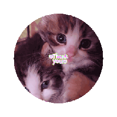 [LINEスタンプ] 日常で使える可愛い猫ちゃん 