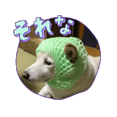 [LINEスタンプ] ゆかいな白柴犬 