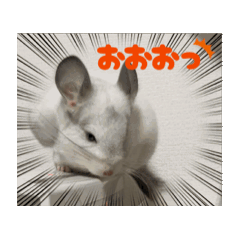 [LINEスタンプ] 動くちらごん 