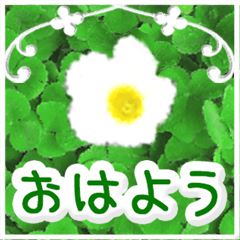 [LINEスタンプ] 飛び出す！大人やさしい野の花 修正版