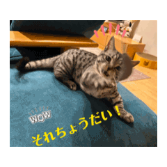 [LINEスタンプ] ひなvol.3 
