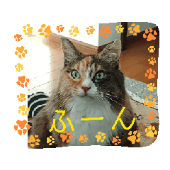 [LINEスタンプ] うちねこつゆスタ 