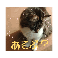 [LINEスタンプ] うちねこむぎスタ 