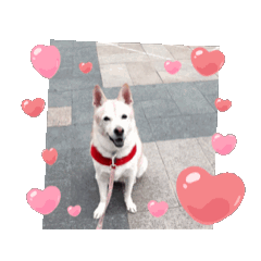 [LINEスタンプ] かわいい葵ちゃん 