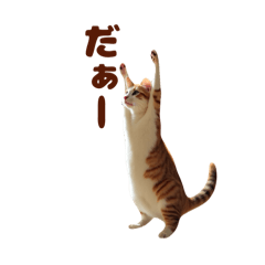 [LINEスタンプ] ネコにゃんにゃんにゃんニャン
