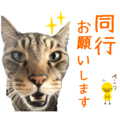 [LINEスタンプ] キジトラたいの⭐︎キラキラ介護スタンプ2