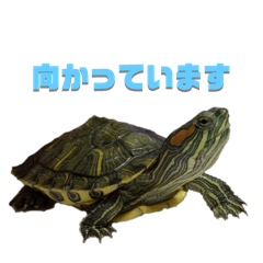[LINEスタンプ] うちのカメのスタンプ（敬語）1