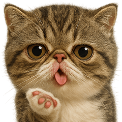 [LINEスタンプ] キモブサカワ17(エキゾチックショートヘア)