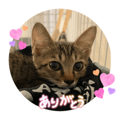 [LINEスタンプ] 動かないにゃるスタンプ