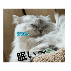 [LINEスタンプ] きなこの毎日絶対欠かせないスタンプ