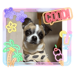 [LINEスタンプ] キック＆キック