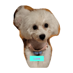 [LINEスタンプ] ビションフリーゼ_CoCo_スタンプ5