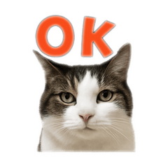[LINEスタンプ] ビッコにゃんですが？