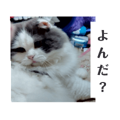 [LINEスタンプ] ブイブイ スタンプ