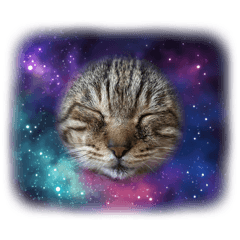 [LINEスタンプ] 新⭐︎顔デカ猫トラちゃん