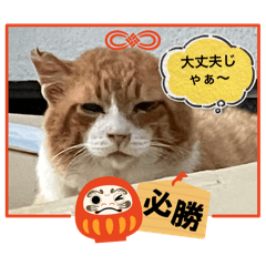 [LINEスタンプ] きなこと茶