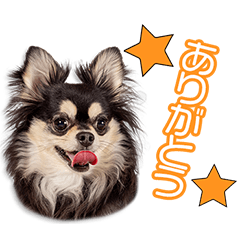 [LINEスタンプ] 宮崎家のさんたちゃん