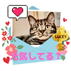 [LINEスタンプ] メンタル屋#あいさつ#猫#癒やし