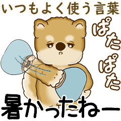 [LINEスタンプ] 柴犬 2025 「飛び出す」よく使う言葉