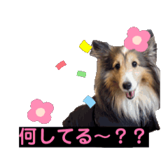 [LINEスタンプ] 多頭の愉快な仲間達✨【7わんず】