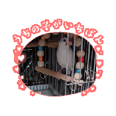[LINEスタンプ] ぶんちゃんスタンプ可愛いすぎる 