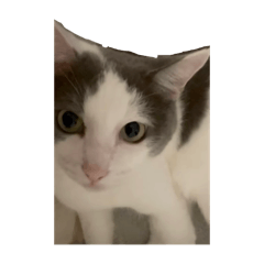 [LINEスタンプ] 猫の毎日をお届けるすスタンプ