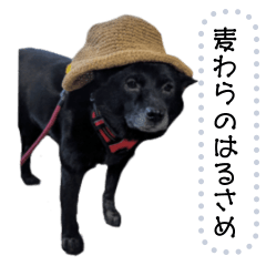 [LINEスタンプ] 甲斐犬はるさめ3 
