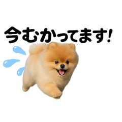 [LINEスタンプ] かわいいから許して