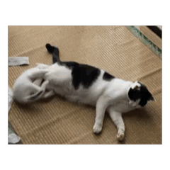 [LINEスタンプ] ついに動く猫 